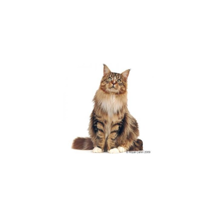 Royal Canin Maine Coon pour chat