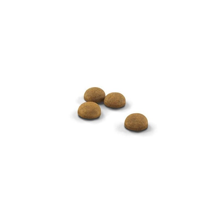 Royal Canin Indoor Long Hair pour chat