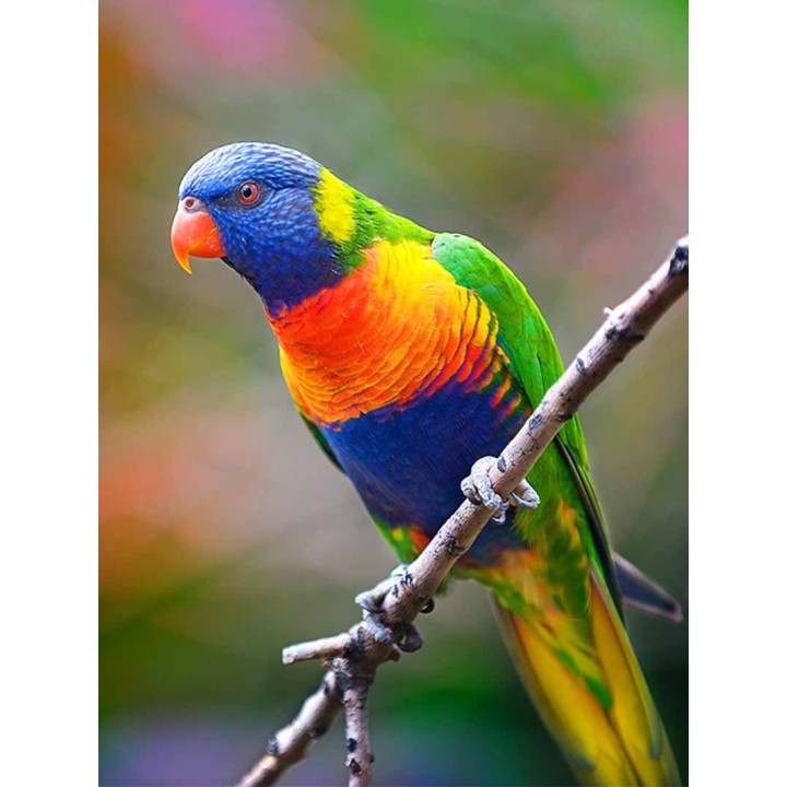 Nutribird lori 3 kg
