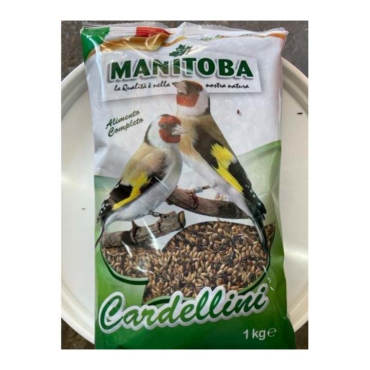 Chardonneret extra Manitoba  cardellino