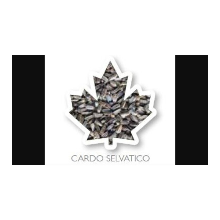 Graine de chardon sauvage 500g Manitoba
