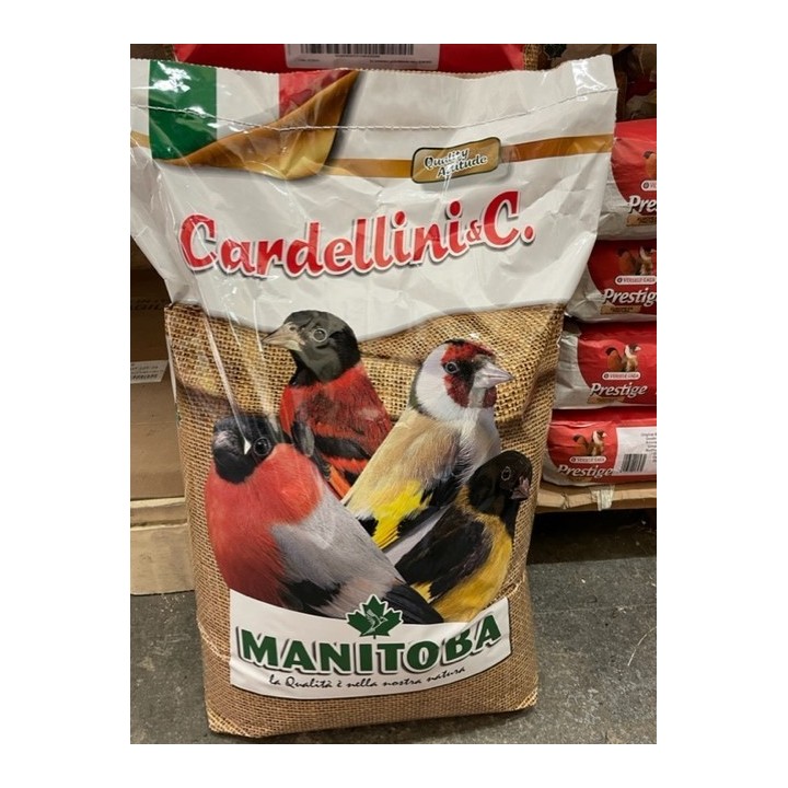 Chardonneret extra Manitoba  cardellino