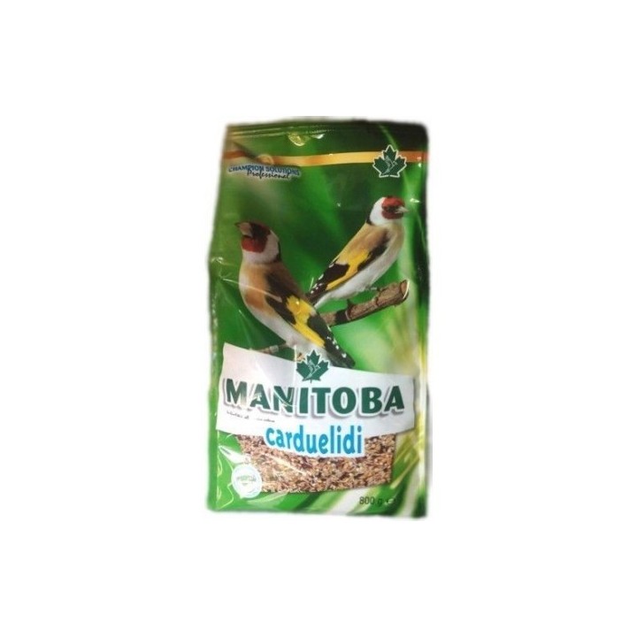 Manitoba Carduelidi Chardonneret 26010