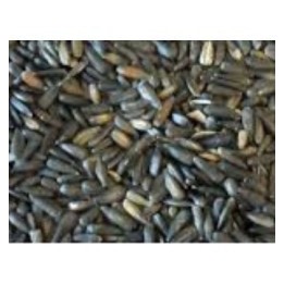 Tournesol Noir Micro 1kg manitoba