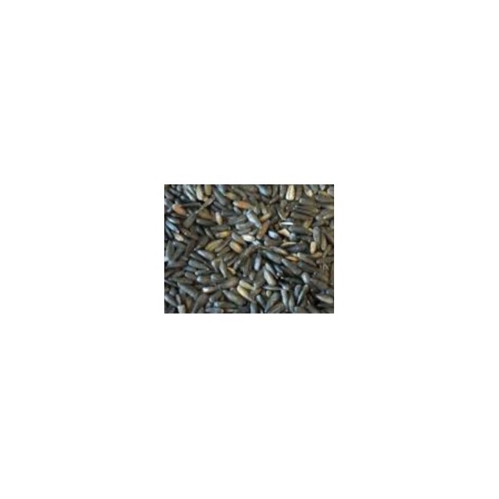 Tournesol Noir Micro 1kg manitoba