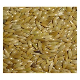 Graines d'alpiste Manitoba 20 kg+2 kg offert