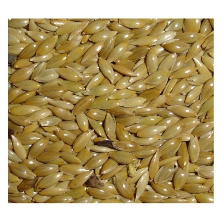Graines d'alpiste Manitoba 20 kg+2 kg offert