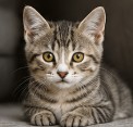 Chats