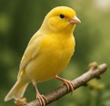 Oiseaux